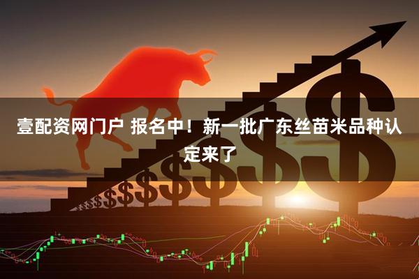 壹配资网门户 报名中！新一批广东丝苗米品种认定来了